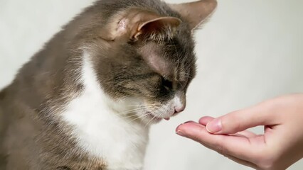 Cute gray cat eating delicacy from hand of careful owner. White background