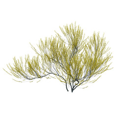 Fototapeta premium bush isolate on a transparent background, 3D illustration, cg render