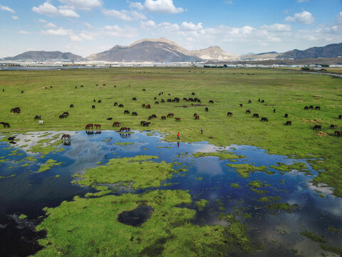 There are many horses living in nature in Kayseri province in Turkey, a photo taken with a drone while these horses are feeding on the water's edge.