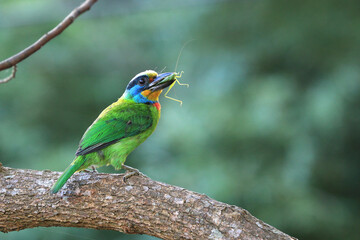 Muller's Barbet,Taiwan Barbet,a colorful bird resting on the tree trunk