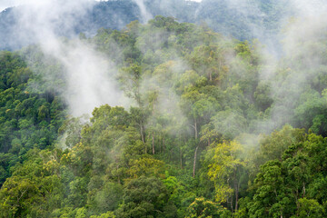 Fototapeta na wymiar Tropical forests in rainy season , Southeast asian.