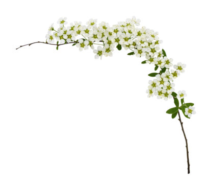 Spring twig of spiraea flowers isolated