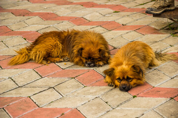 two small mongrel dogs lay on pavement