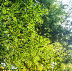 close-up of fir branch (Abies alba)