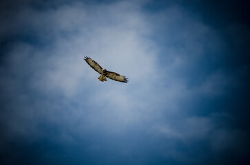 Vogel am Himmel