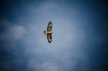 Vogel am Himmel © In-Picture
