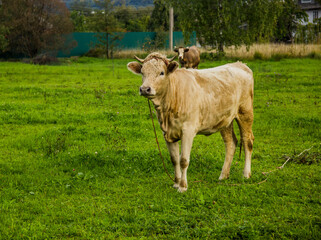 Fototapeta premium a young cow in Ukrainian village