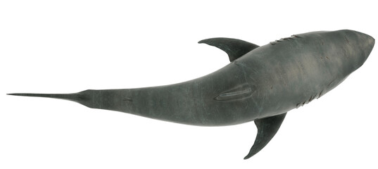 Great White Shark Isolated transparent. Top view 3D Rendering