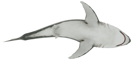 Great White Shark Isolated transparent. Bottom view 3D Rendering