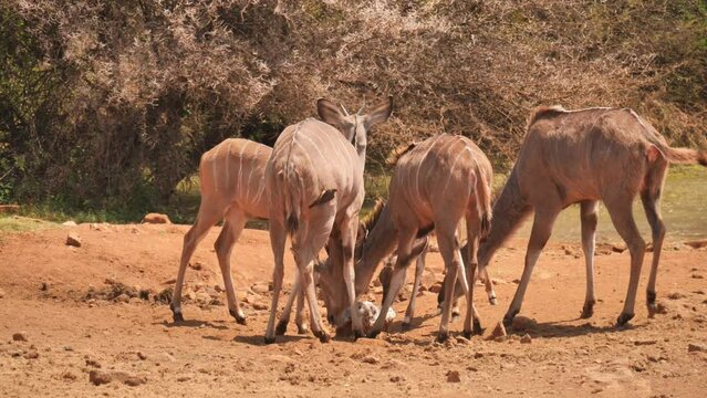Nervous herd of young kudu huddle around mineral lick in dirt landscape