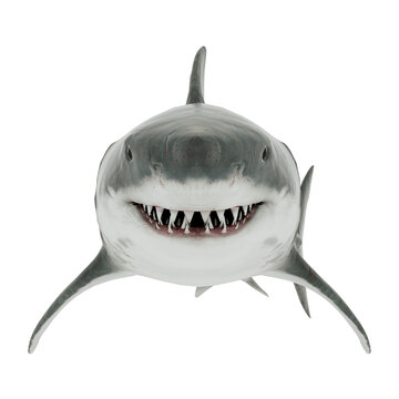 Great White Shark Isolated Transparent. Front View 3D Rendering