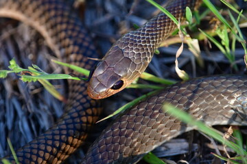 How to tell poisonuis snakes