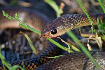 How to tell poisonuis snakes