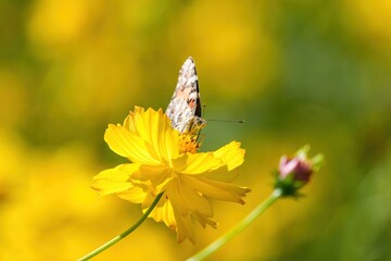 満開の黄色いコスモスの蜜を吸うヒメアカタテハ