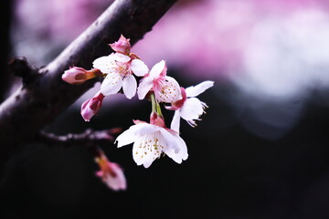 春の訪れを告げる河津桜
