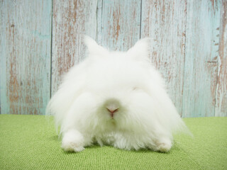 正面から見たライオンラビット