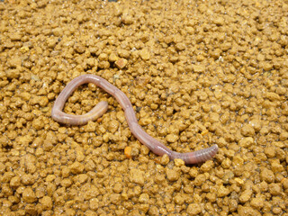 ツヤツヤとひかるミミズ