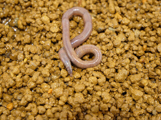 結び目のような形をしたミミズ