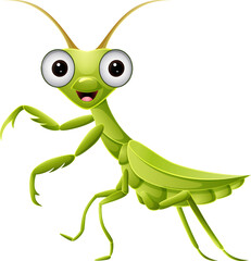 Cute green mantis on white background