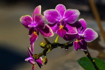Fresh Purple Orchid flower after rain