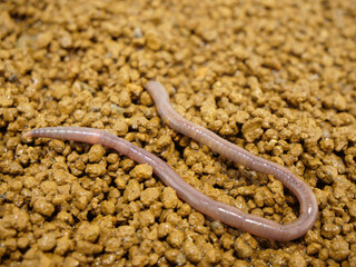 湿った土とミミズ
