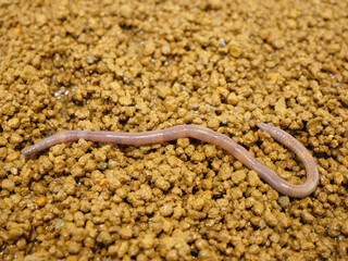 土の上を移動中のミミズ