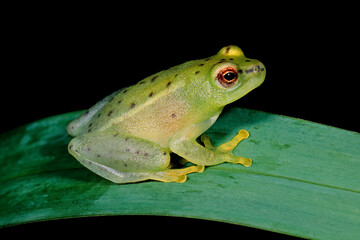 A small nocturnal water lily frog (Hyperolius pusillus) sitting on a leaf, South Africa.