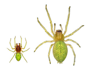 Green spider, Nigma walckenaeri (Araneae: Araneidae) is a cribellate araneomorph spiders in the family Dictynidae. Male and female isolated on a white background
