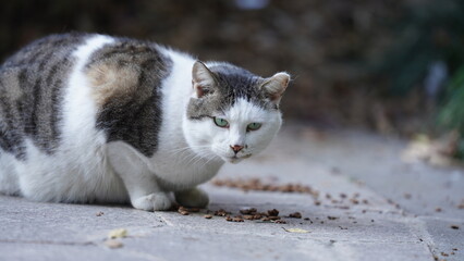 One cute cat watching me in the garden
