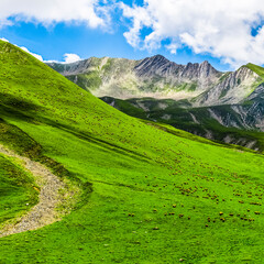 A large herd of sheep graze on the slope of a mountain covered with grass.