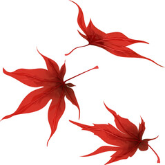 set of leaves of Japanese red maple leaves on a white background