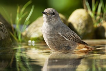 Black redstart ( Phoenicurus ochruros), female standing in the water of the bird watering hole. Moravia. Czechia.