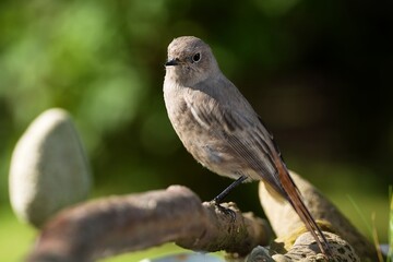 Black redstart ( Phoenicurus ochruros), female standing on a stick at the bird water hole. Moravia. Czechia. 