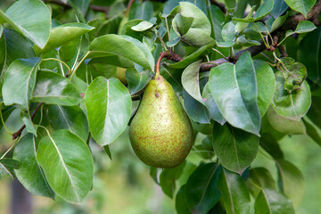 Shiny delicious pears hanging from a tree branch in the orchard..