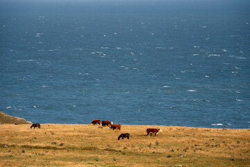 Herd of cows grazing grass in a field, blue ocean in the background. Agriculture and farming. West coast of Ireland. © mark_gusev