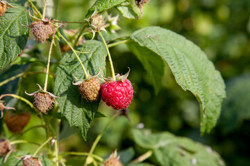 Ripe and unripe raspberry in the fruit garden. Growing natural bush of raspberry. Branch of raspberry in sunlight..