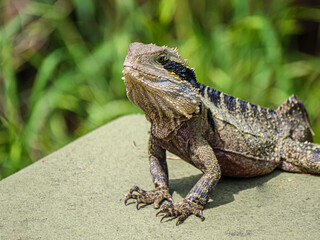  Fierce Lizard Left Side