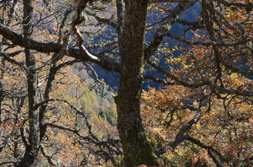roble en Cabanavella