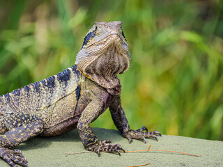 Lizard Facing