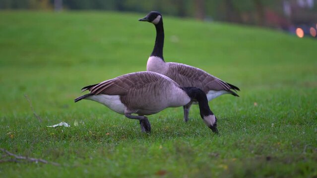 Two Canada geese eat from grass in wet park with urban city lights in background