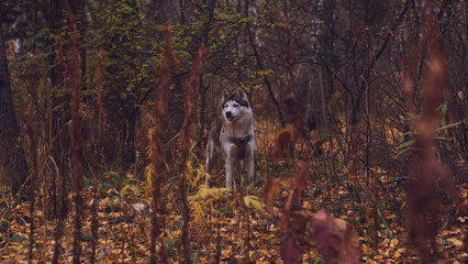 Husky breed dog in the autumn forest among thickets of grass