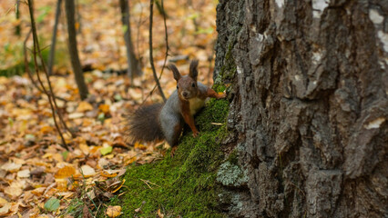 Funny squirrel stands near a tree trunk in the autumn forest and looks into the camera
