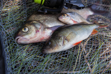 Obraz premium Assort kinds of fish - freshwater common bream, common perch or European perch, white bream or silver bream and fishing rod with reel on black fishing net..