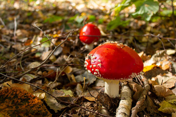 Amanita muscaria mushroom in autumn forest, natural bright sunny background. Fly agaric, wild poisonous red mushroom in yellow-orange fallen leaves.