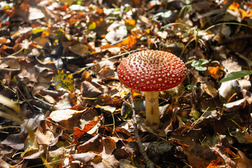 Amanita muscaria mushroom in autumn forest, natural bright sunny background. Fly agaric, wild poisonous red mushroom in yellow-orange fallen leaves.