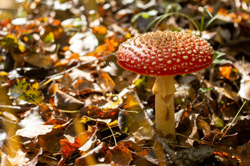 Amanita muscaria mushroom in autumn forest, natural bright sunny background. Fly agaric, wild poisonous red mushroom in yellow-orange fallen leaves.