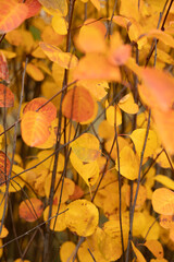 Autumn colorful leaves. Natural background. Selective focus.