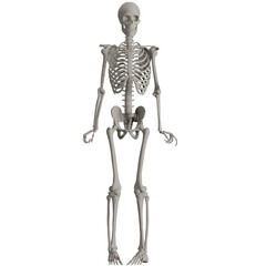 skeleton posing 3d render illustration