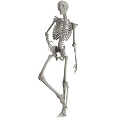 skeleton posing 3d render illustration