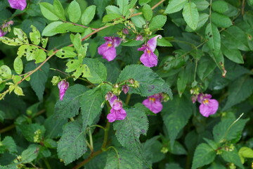 ユニークな形をしたツリフネソウの花が咲く